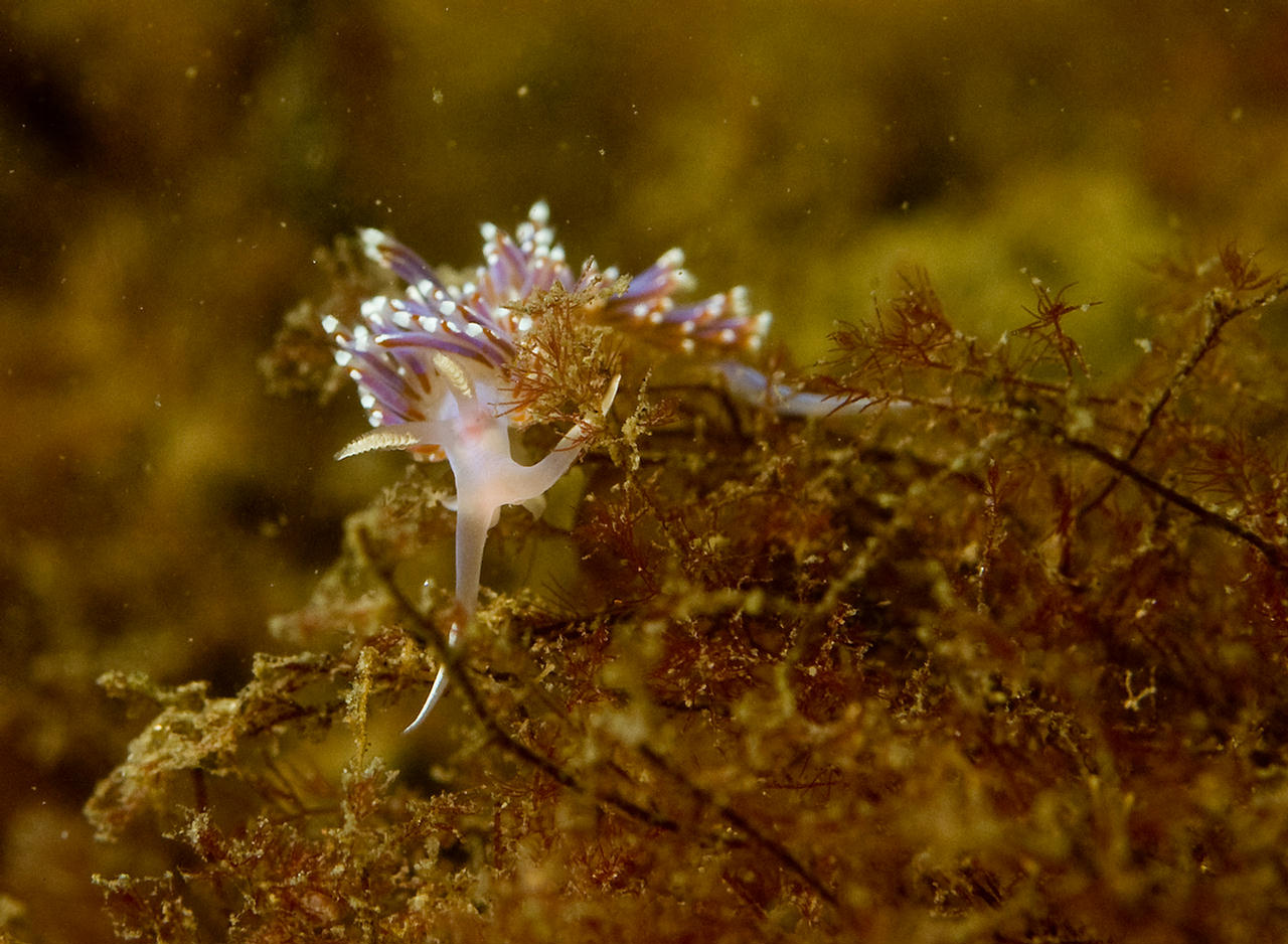 Facelina auriculata